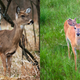 Illustration for article titled 16 Goddamn Deer I Accidentally Hit On My Way Out Of The Movie Theater Parking Lot